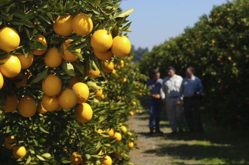Εσπεριδοειδή